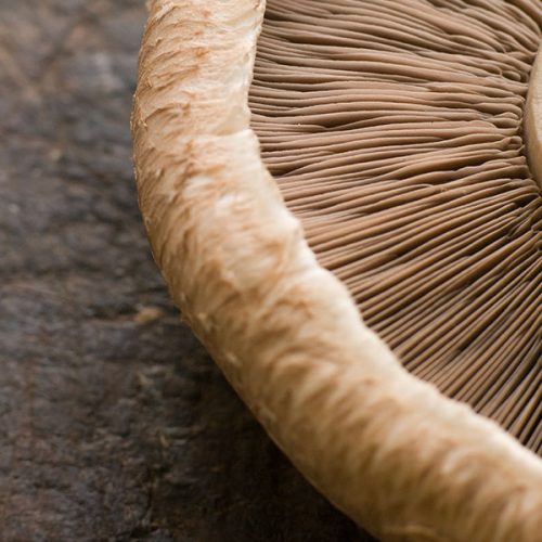 portobello-mushroom-00